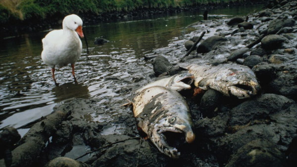 ¿Cuál es el alcance de la contaminación farmacéutica en los ríos de todo el mundo?