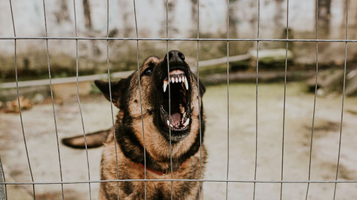 Un perro de un refugio de animales mata a una mujer y hiere a otra: lo han sacrificado