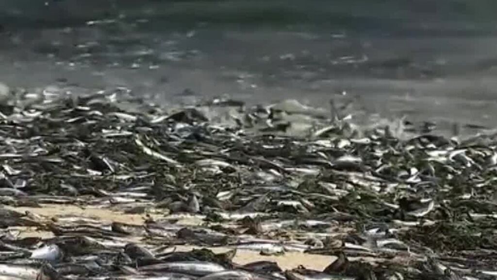 Miles de sardinas y anchoas mueren en una playa de Chile: ¿Qué ha causado el desastre?