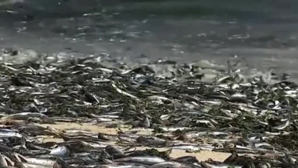 Miles de sardinas y anchoas han aparecido muertas en una playa de Chile