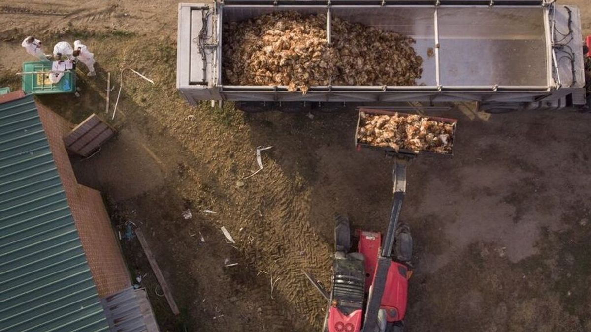Más de 200.000 animales serán sacrificados en las granjas afectas en Andalucía por la gripe aviar Más de 200.000 animales serán sacrificados en las granjas afectas en Andalucía por la gripe aviar