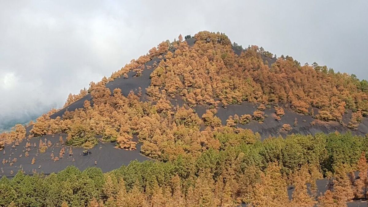 Los pinos de La Palma son menos verdes que hace un año por la emisión de dióxido de azufre del volcán
