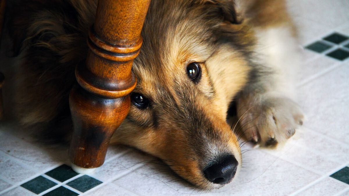 Cómo afecta la pirotecnia a las mascotas Cómo afecta la pirotecnia a las mascotas