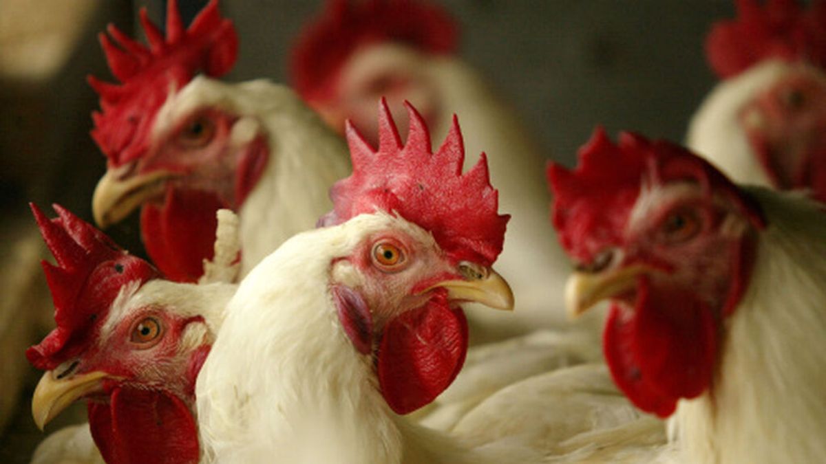 España supera la quincena de focos de gripe aviar tras cuatro nuevos en Andalucía