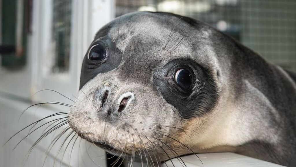 Evi vuelve a la naturaleza: final feliz para la foca monje rescatada en Grecia hace unos meses