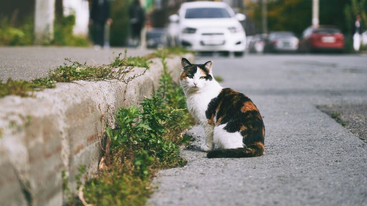 Un gato en la calle