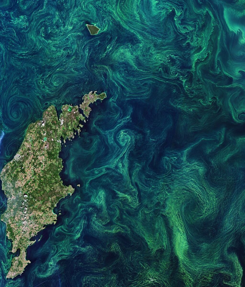 Una floración de algas extraordinaria ilumina el Mar Báltico de remolinos verdes