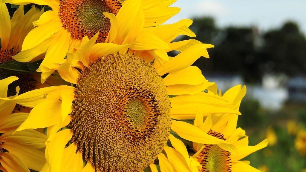 La lata de atún española, pendiente del aceite de girasol de Ucrania