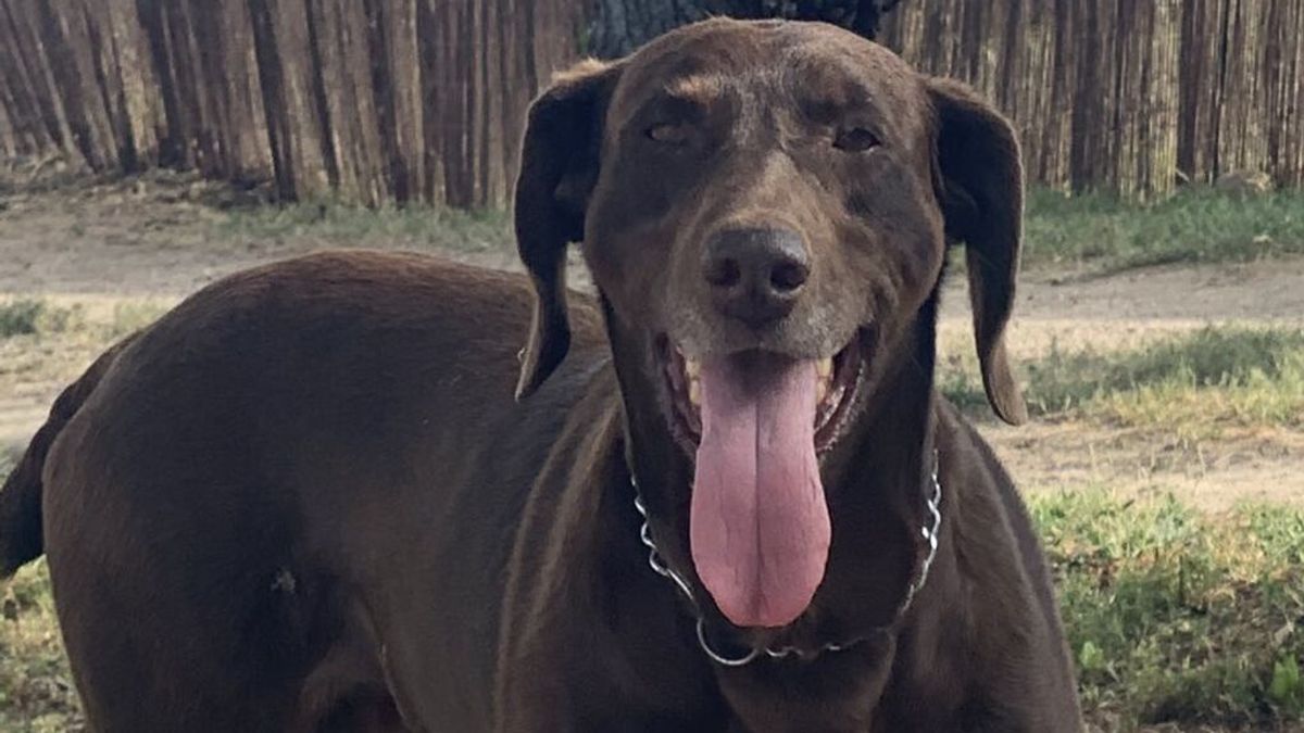 Asaltan la casa de la líder del PP de San Sebastián de los Reyes y le roban el perro Asaltan la casa de la líder del PP de San Sebastián de los Reyes y le roban el perro