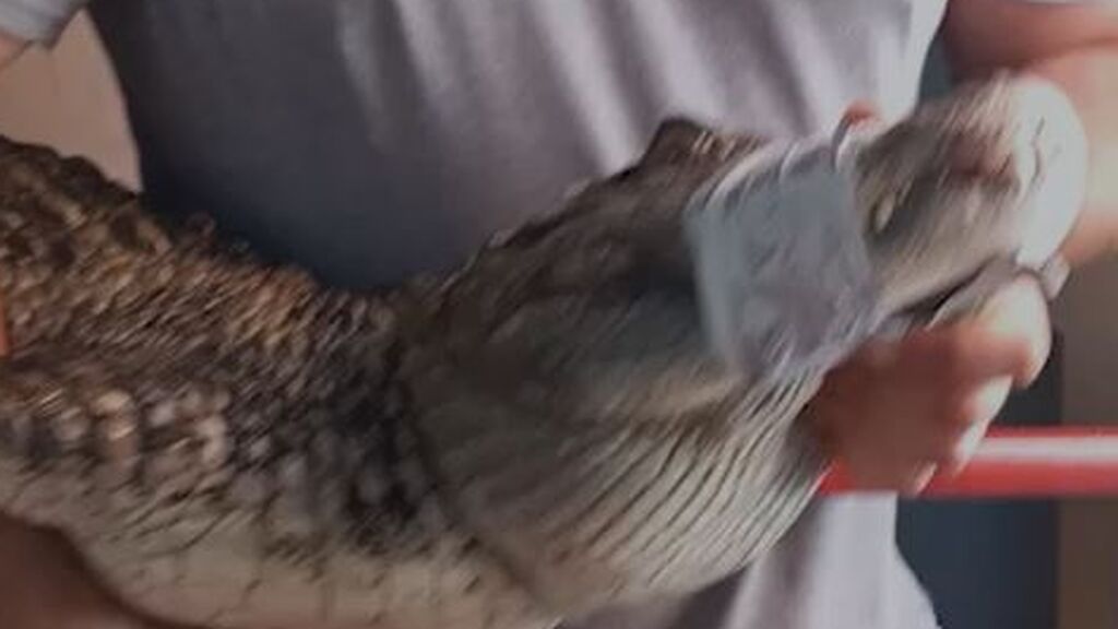 La mayor incautación de animales venenosos