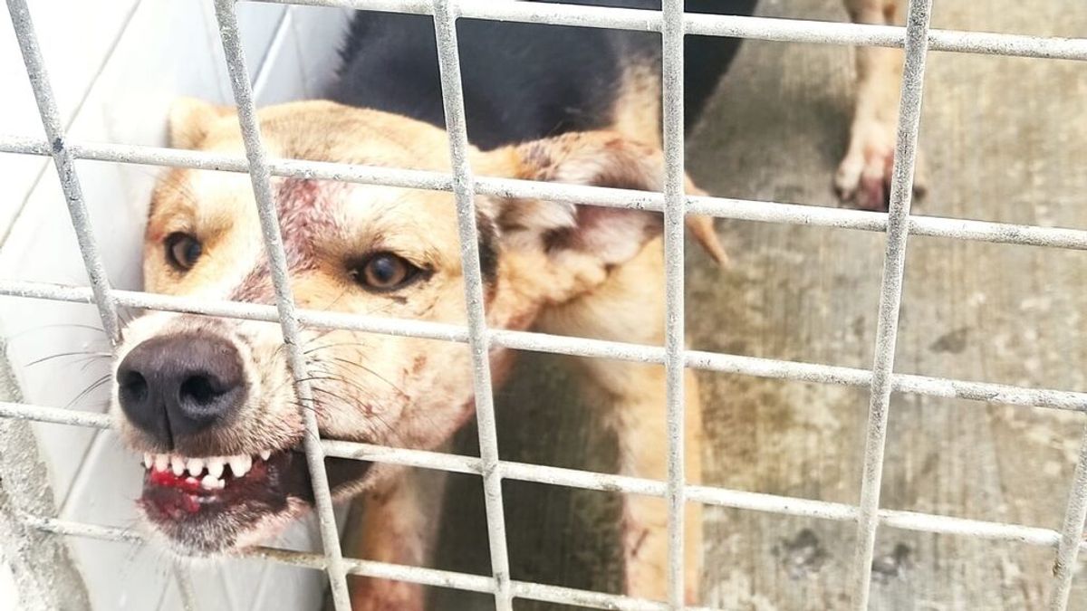 Detectan en Melilla un perro con rabia que ha mordido a cinco personas