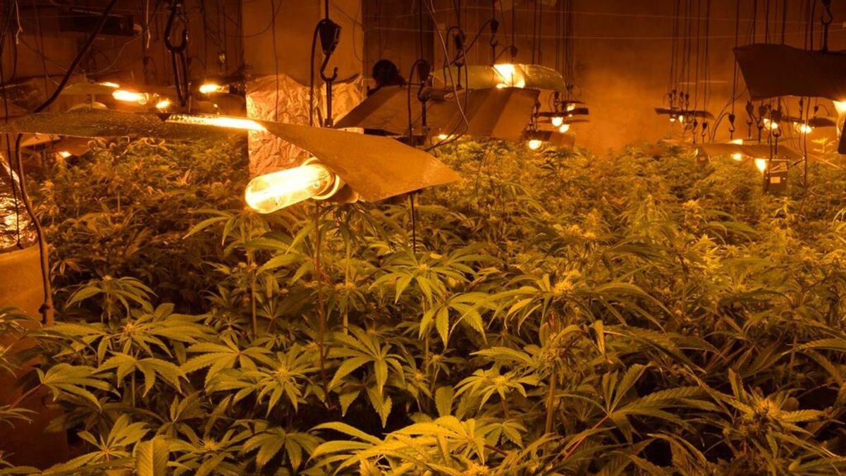 Desmantelan plantación marihuana Desmantelan plantación marihuana