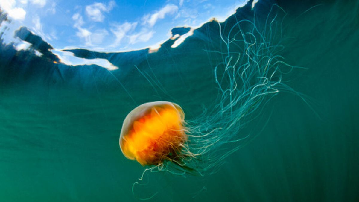 Muere un niño de 14 años tras la picadura de una medusa con tentáculos de casi dos metros