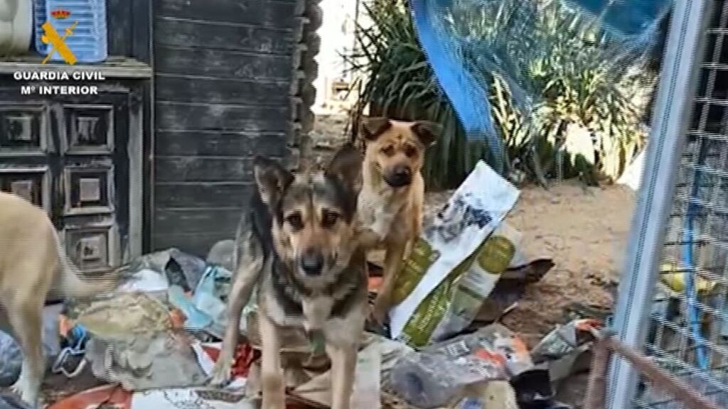 Detenida una mujer por maltrato animal y dejar morir a 12 perros en su finca de Lloret
