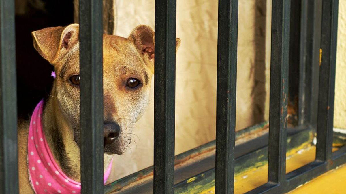 Detenida una vecina de Lloret de Mar por dejar morir a 12 perros y tener a otros 18 desnutridos en una finca