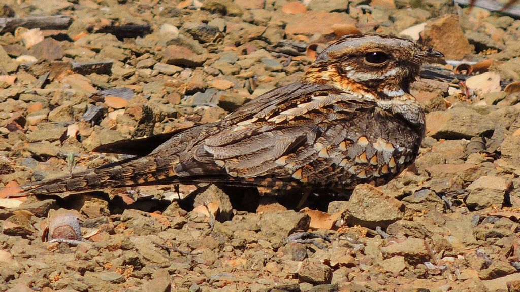 GettyImages-535090237