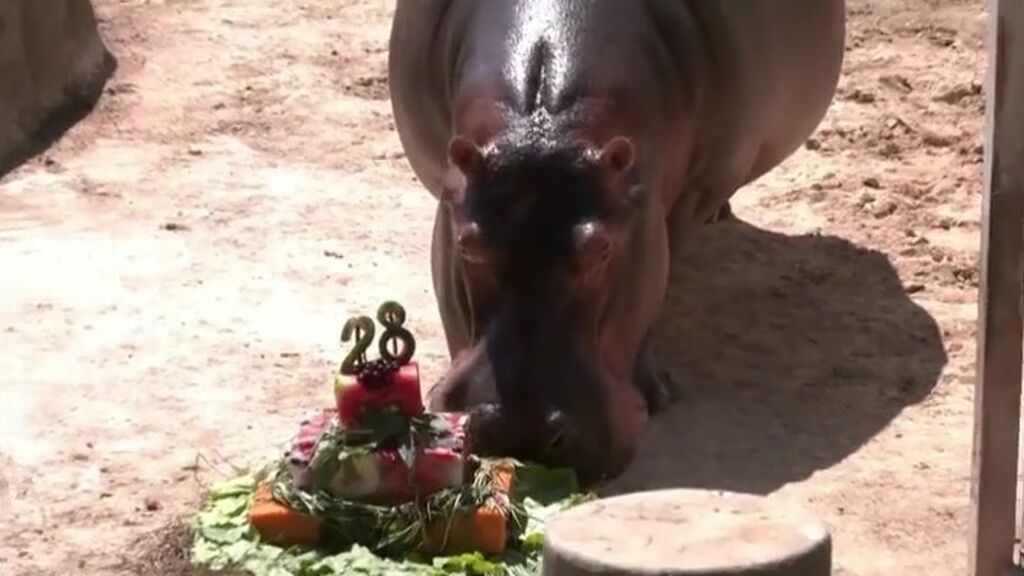 Bocao cumple 28 años: la tierna celebración de un hipopótamo en un zoo de Río de Janeiro