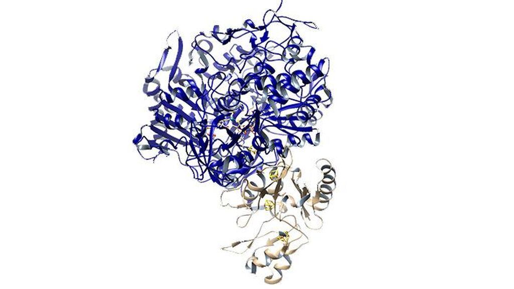 wholeenzyme