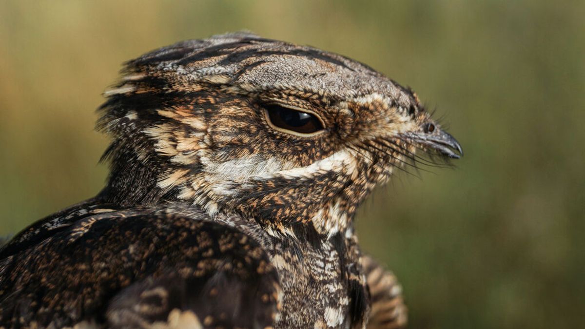 Las aves también peinan canas: descubren cambios en su plumaje por la edad