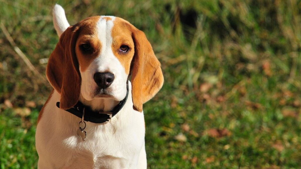 Los 32 cachorros Beagles serán sacrificados tras ser sometidos a un estudio científico: "No podemos salvar a los perros"