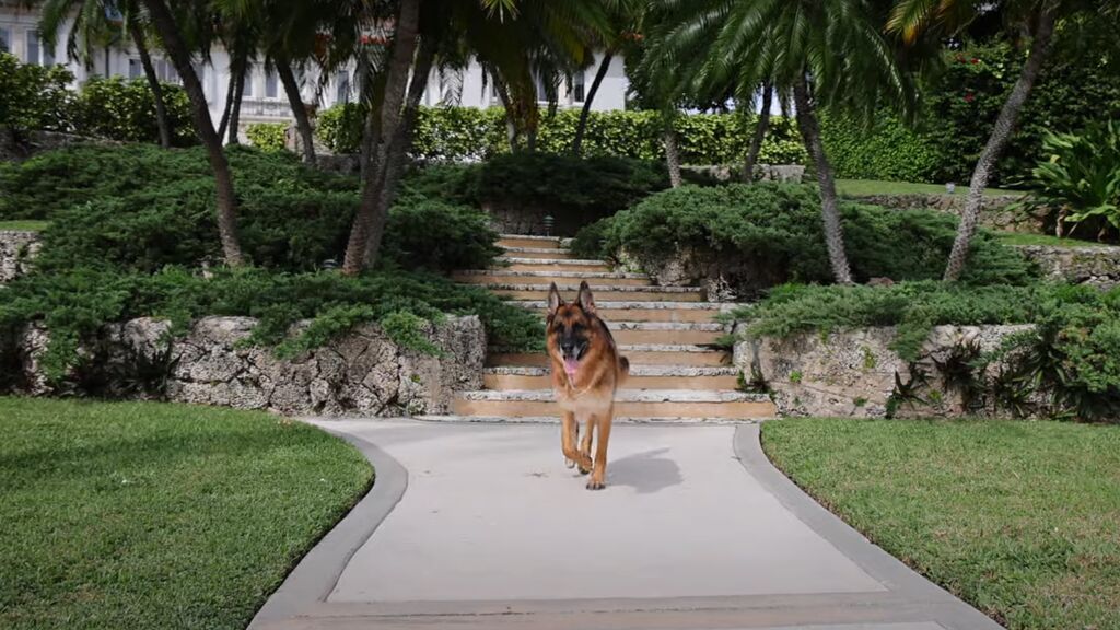 perro