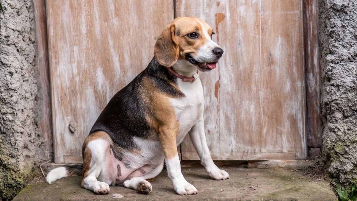Un juzgado de Barcelona rechaza la petición de paralizar el experimento con 32 perros Beagle Un juzgado de Barcelona rechaza la petición de paralizar el experimento con 32 perros Beagle
