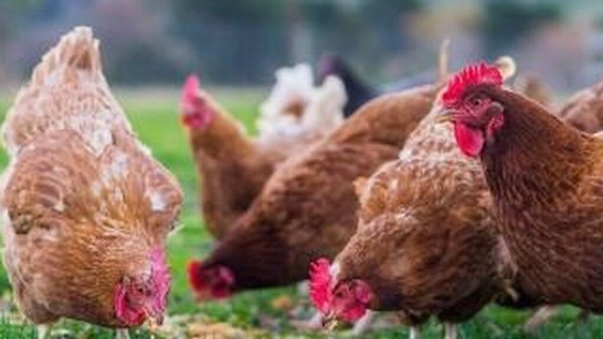 Cinco nuevos focos de gripe aviar en Andalucía, otros 180.000 animales serán sacrificados Cinco nuevos focos de gripe aviar en Andalucía, otros 180.000 animales serán sacrificados