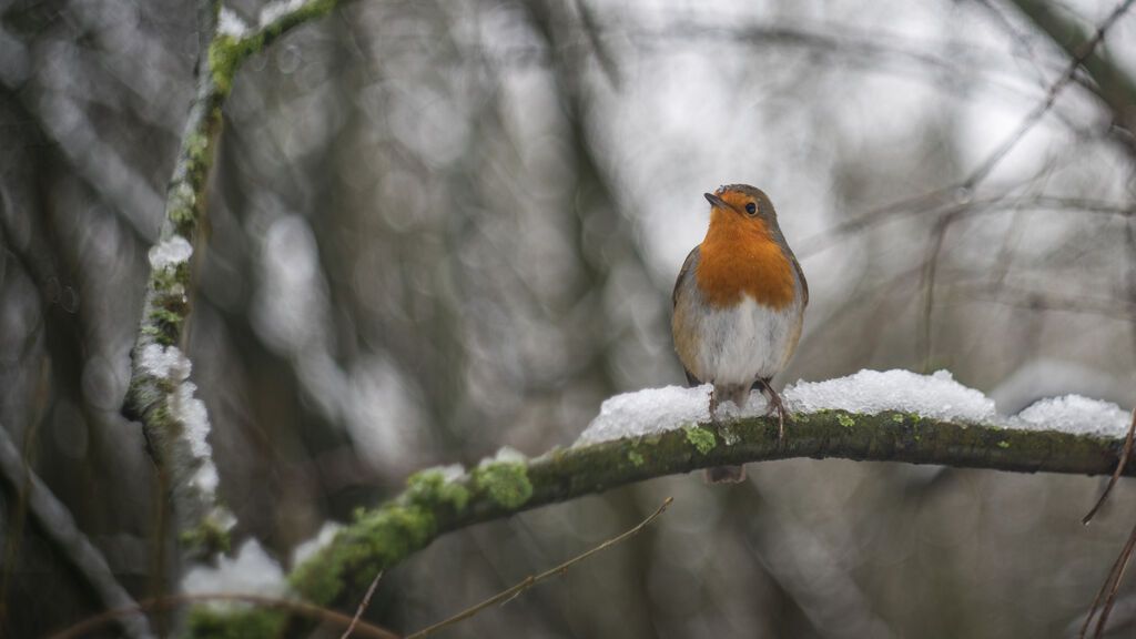 Borrasca mediterránea y masa de aire polar: el invierno vuelve a España con nieve y mucho frío