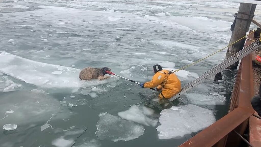 Los equipos de rescate de Michigan consiguen salvar con éxito a un perro atrapado en el hielo