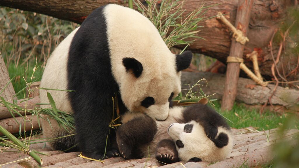 Una teoría que niega la existencia de los osos panda arrasa en Twitter: "Son actores disfrazados"
