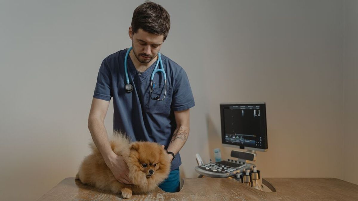 Cómo contratar un seguro veterinario