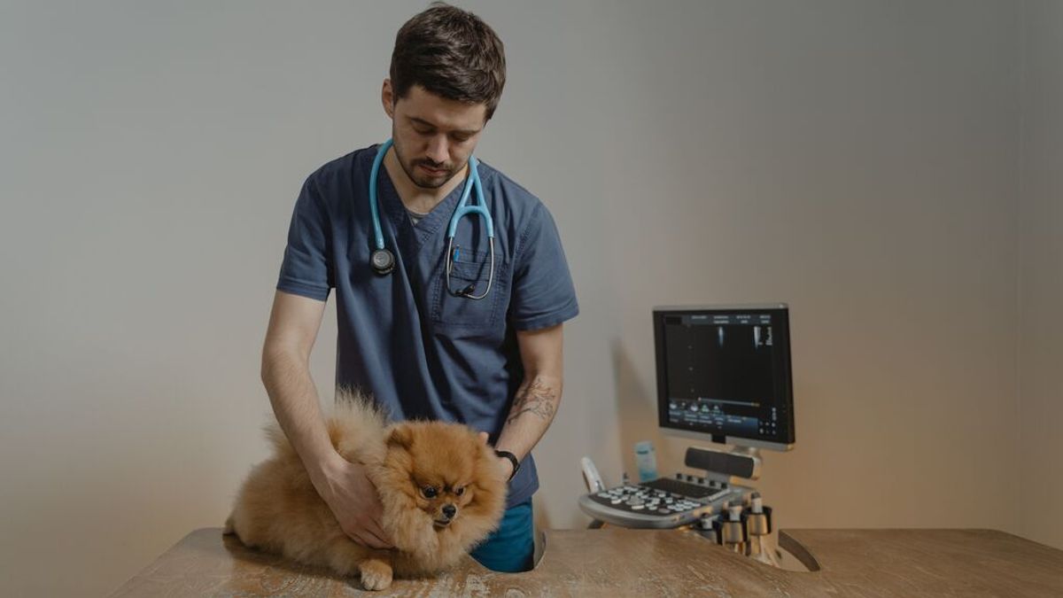 Cómo contratar un seguro veterinario Cómo contratar un seguro veterinario