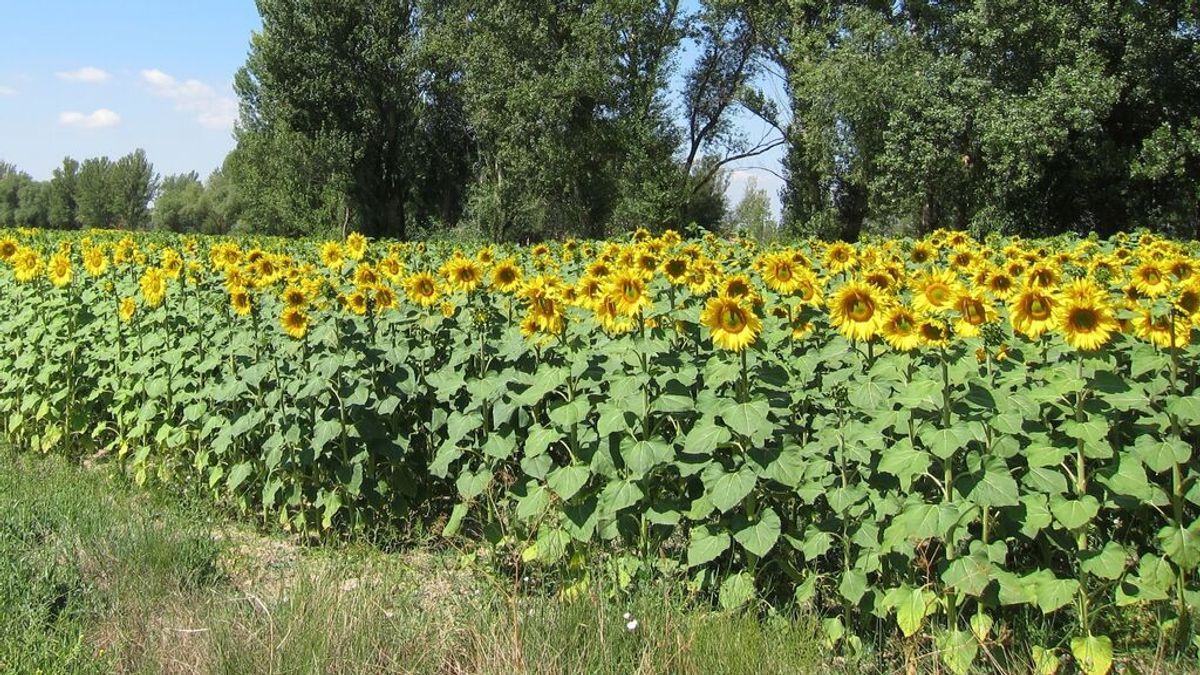 España comprará aceite de girasol a Argentina o Sudáfrica si hay escasez  por la guerra en Ucrania - NIUS