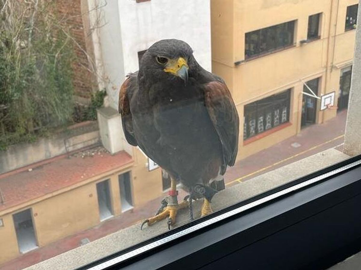 Buscan a un águila utilizada para la cetrería que sobrevuela Barcelona -  NIUS