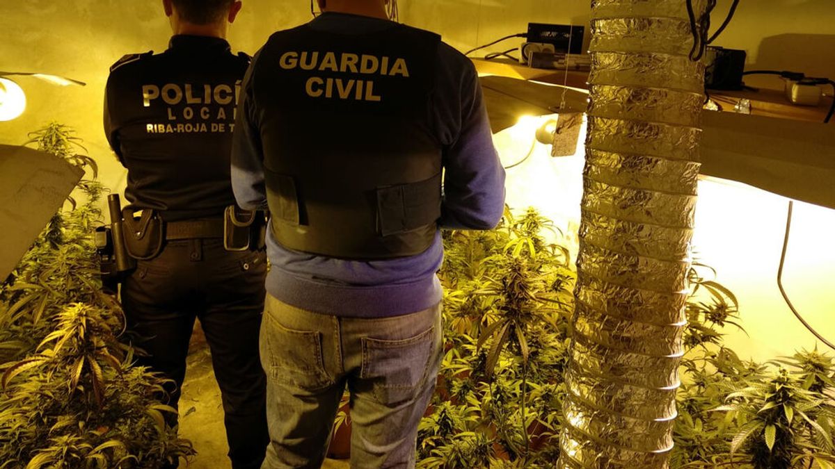 La Guardia Civil desarticula una organización dedicada al cultivo y tráfico de marihuana en Valencia