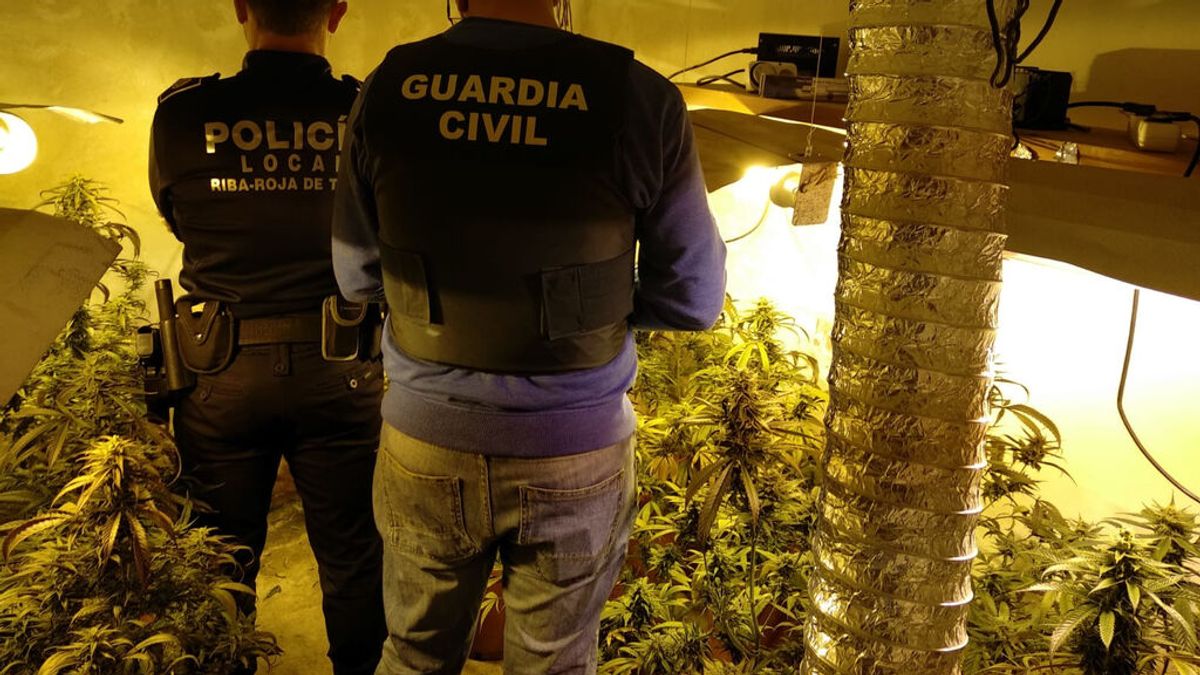 La Guardia Civil desarticula una organización dedicada al cultivo y tráfico de marihuana en Valencia La Guardia Civil desarticula una organización dedicada al cultivo y tráfico de marihuana en Valencia