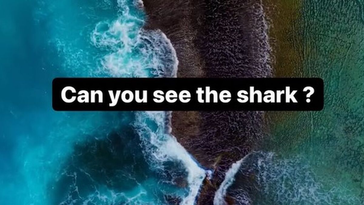 Un fotógrafo muestra el peligro de los tiburones blancos cuando se acercan a la costa con un reto: "¿Puedes ver al tiburon?