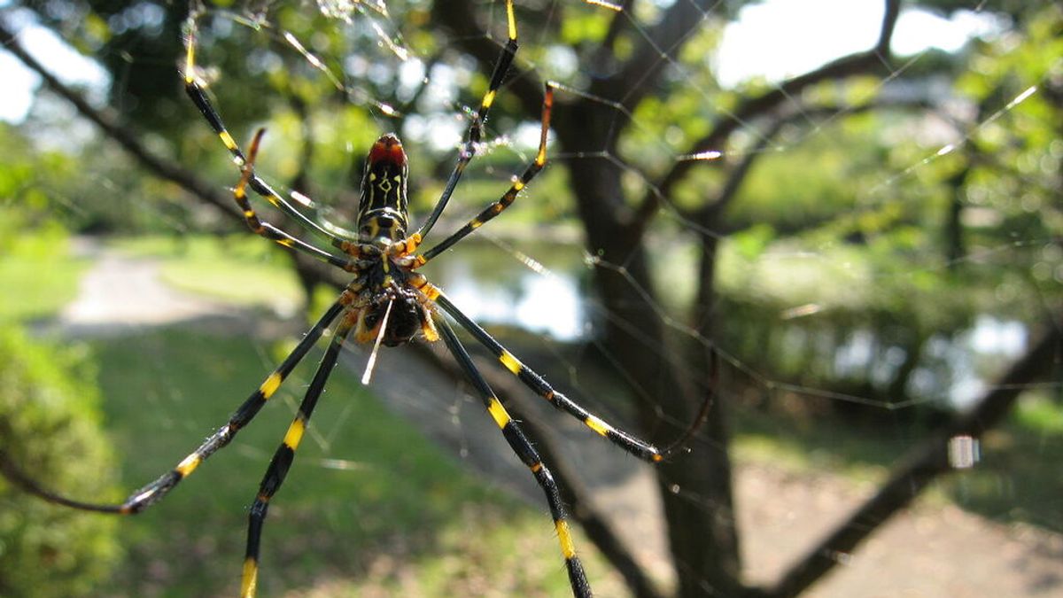 Millones de arañas voladoras podrían invadir la costa este de Estados Unidos, según alerta un estudio