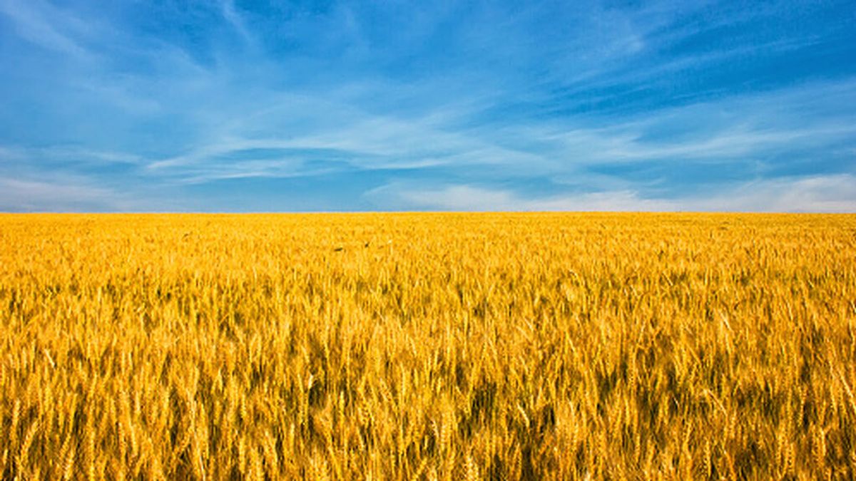 Ucrania prohíbe las exportaciones de centeno, cebada, trigo sarraceno, mijo, azúcar y carne hasta fin de año