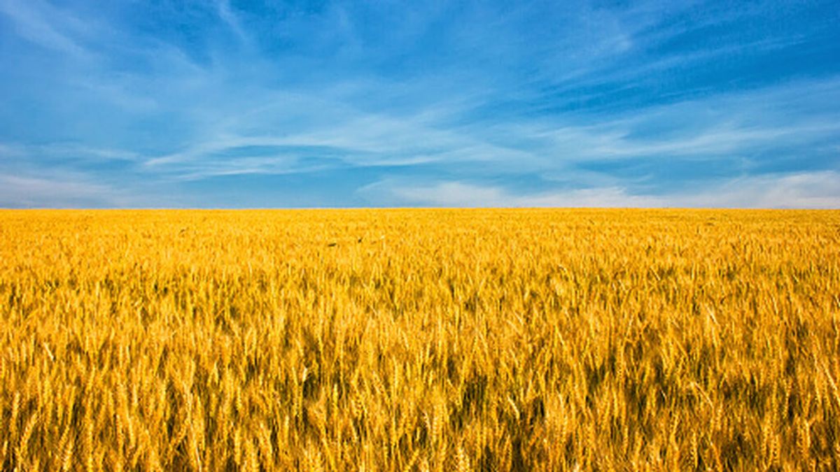 Ucrania prohíbe las exportaciones de centeno, cebada, trigo sarraceno, mijo, azúcar y carne hasta fin de año Ucrania prohíbe las exportaciones de centeno, cebada, trigo sarraceno, mijo, azúcar y carne hasta fin de año