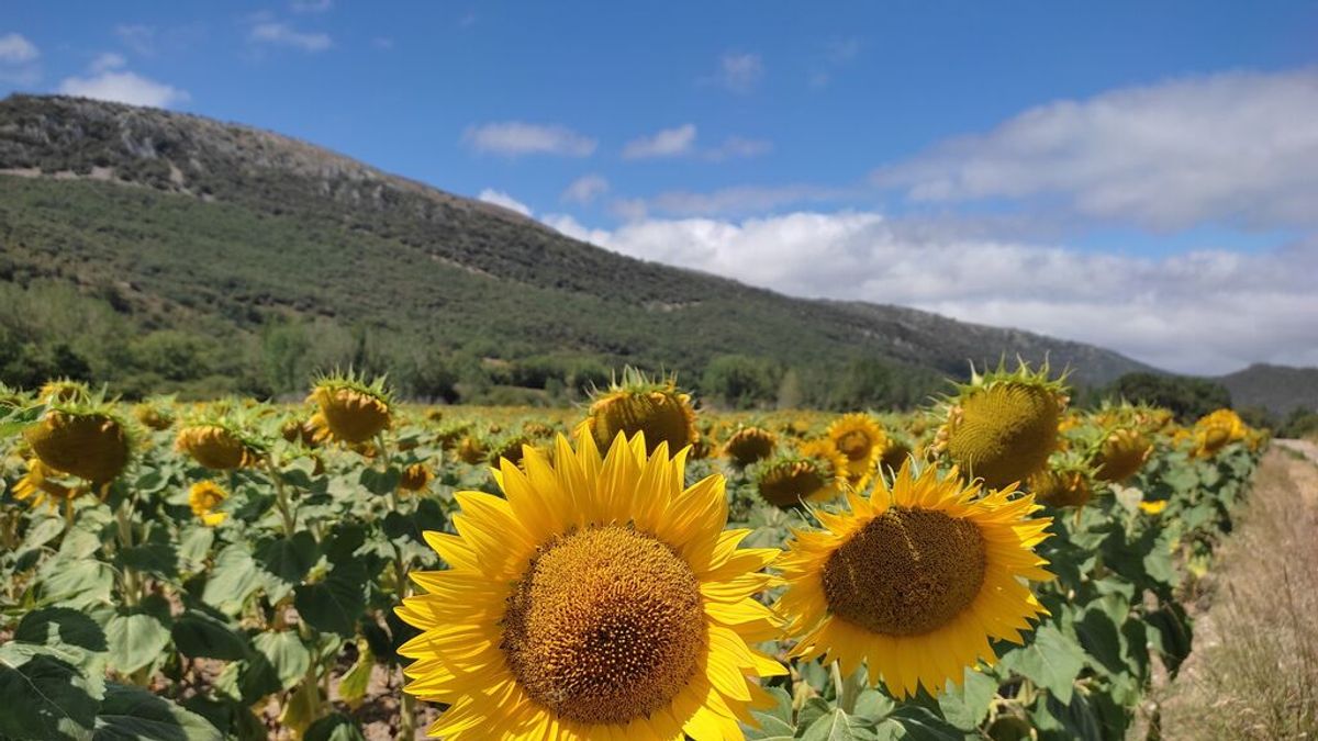 Facua avisa de que limitar el número de unidades de aceite de girasol que se puede comprar es ilegal Facua avisa de que limitar el número de unidades de aceite de girasol que se puede comprar es ilegal