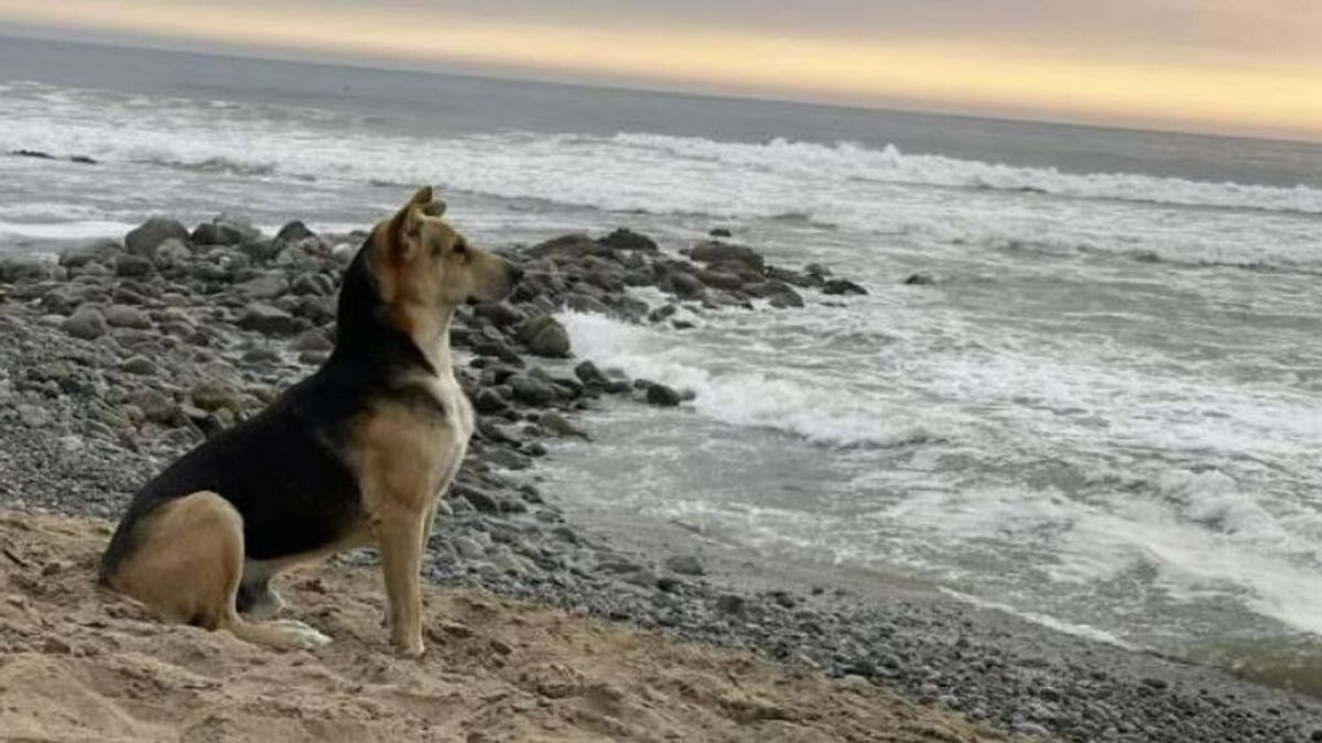 Vaguito, el perro que espera el regreso de su dueño fallecido