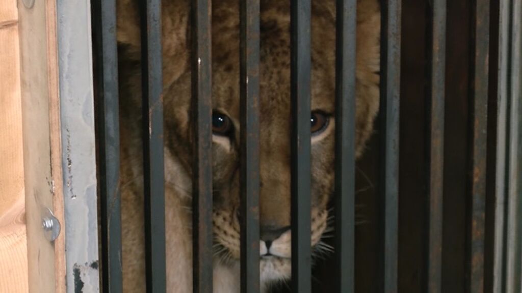 Cuatro leones rescatados de la guerra en Ucrania llegan a Alicante