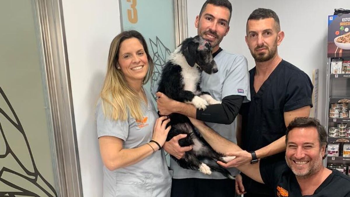La segunda oportunidad de Mireya, la cachorro a la que rociaron con ácido en Jerez La segunda oportunidad de Mireya, la cachorro a la que rociaron con ácido en Jerez