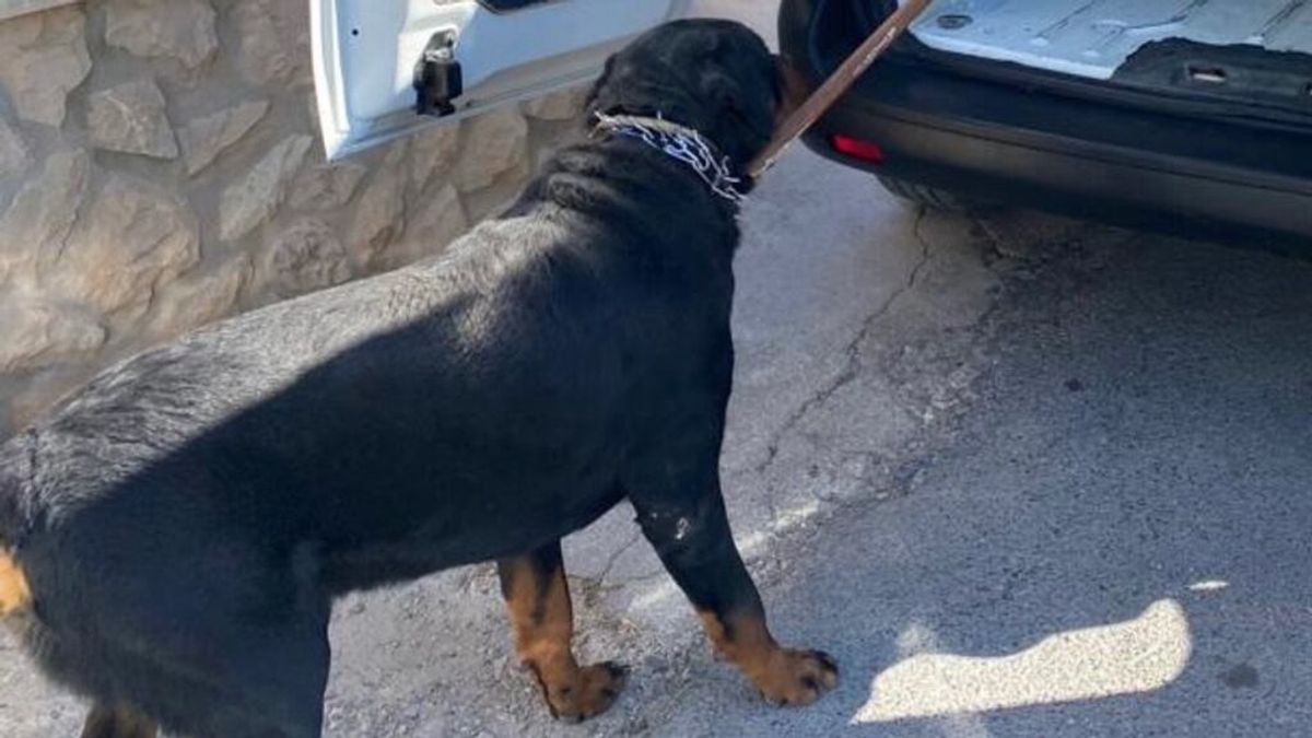 Rescatan a cuatro perros que estaban abandonados y en malas condiciones en Elche Rescatan a cuatro perros que estaban abandonados y en malas condiciones en Elche