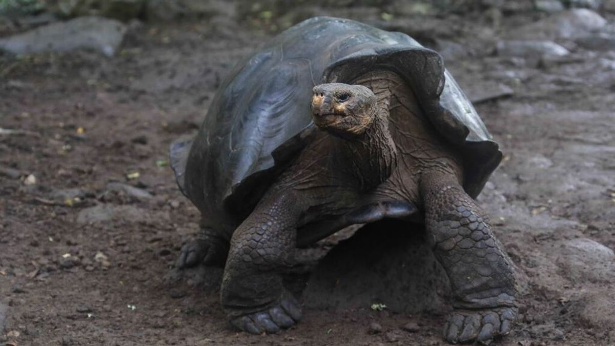 Científicos identifican una nueva especie de tortuga en Islas Galápagos, considerada extinta desde hacía más de 100 años