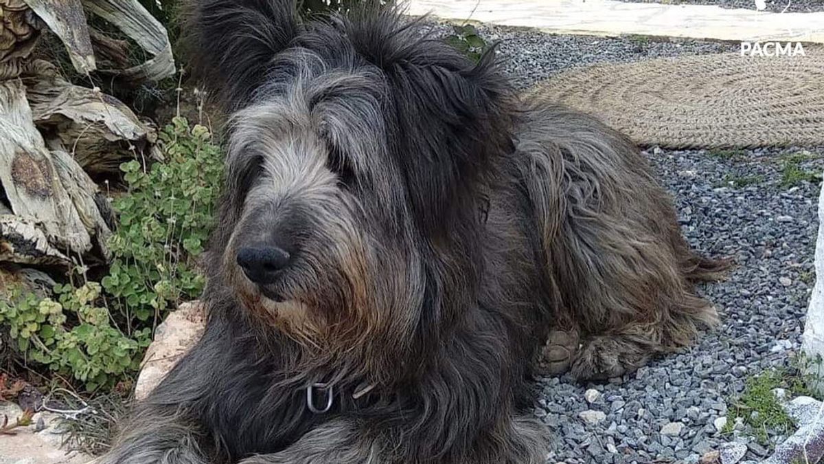 Nerón, el perro que murió por el disparo de un cazador Nerón, el perro que murió por el disparo de un cazador