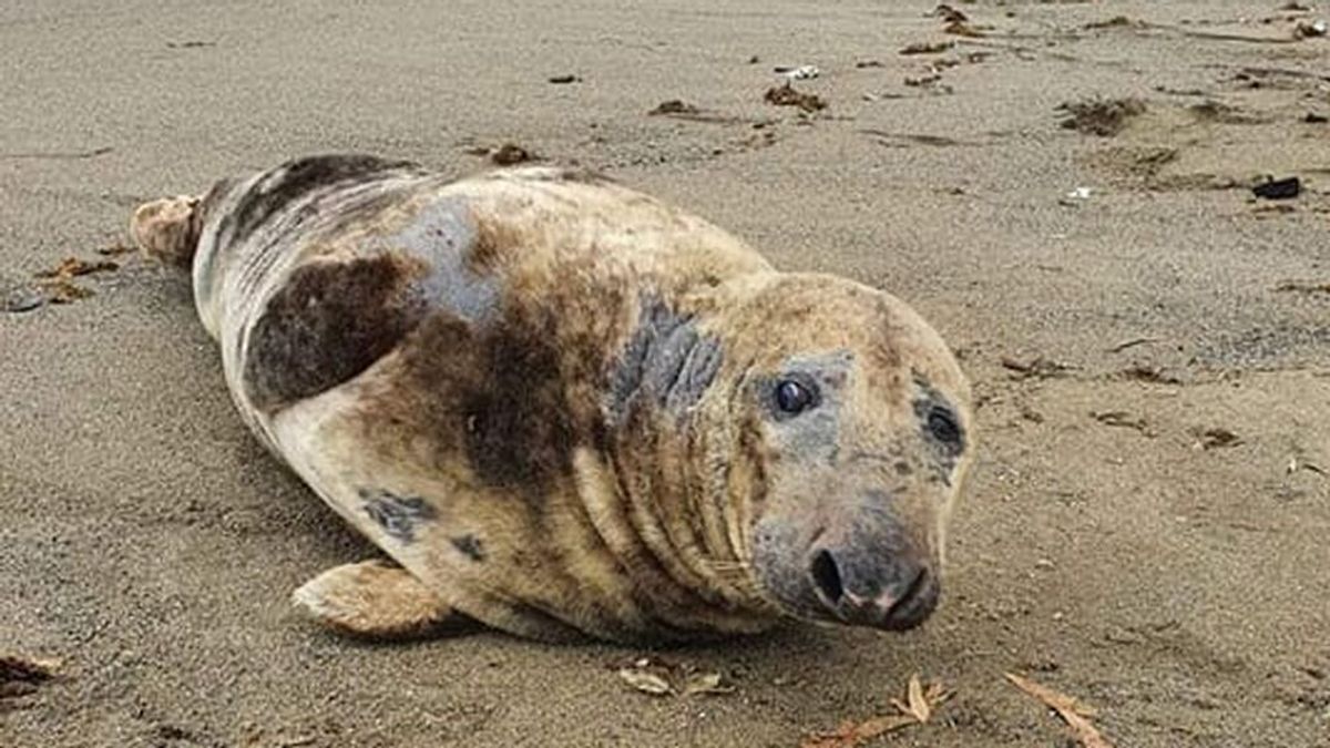 La foca gris que está recorriendo Andalucía, muy lejos de sus poblaciones habituales