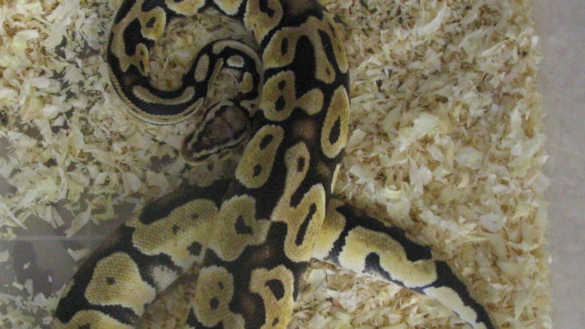 La Guardia Civil interviene en Valencia una serpiente Python que iba a ser vendida por Internet La Guardia Civil interviene en Valencia una serpiente Python que iba a ser vendida por Internet