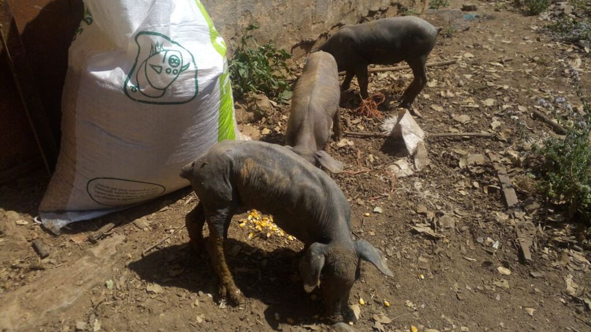 Samuel, ganadero onubense, cuatro días sin recibir pienso: "A los cochinos no podemos mandarlos de vacaciones" Samuel, ganadero onubense, cuatro días sin recibir pienso: "A los cochinos no podemos mandarlos de vacaciones"